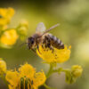 Con un bajo nivel de producción, precios deprimidos y una exportación lenta se conmemora hoy el día mundial de la abeja