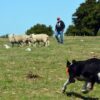 Un Campeonato Nacional de Perros de Pastoreo se lleva a cabo en el local Conventos de la Sociedad Agropecuaria