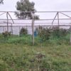 Una investigación llevada adelante por el área de investigaciones de Río Branco culminó con un hombre condenado por su directa vinculación con una plantación de marihuana