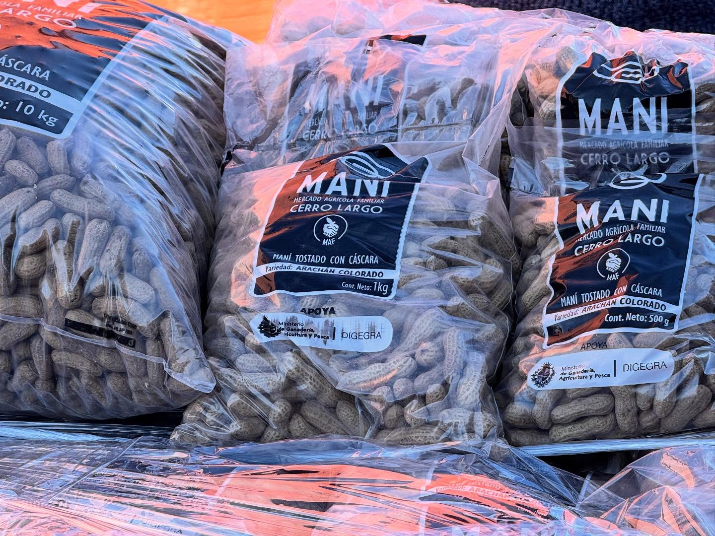 Productores de Sarandí de Barcelo y la quinta sección son los que participan del proyecto maní Cerro Largo que lanzó el MAF
