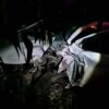 Un hombre de 77 años falleció en un accidente carretero registrado en el tramo Noblía – Aceguá