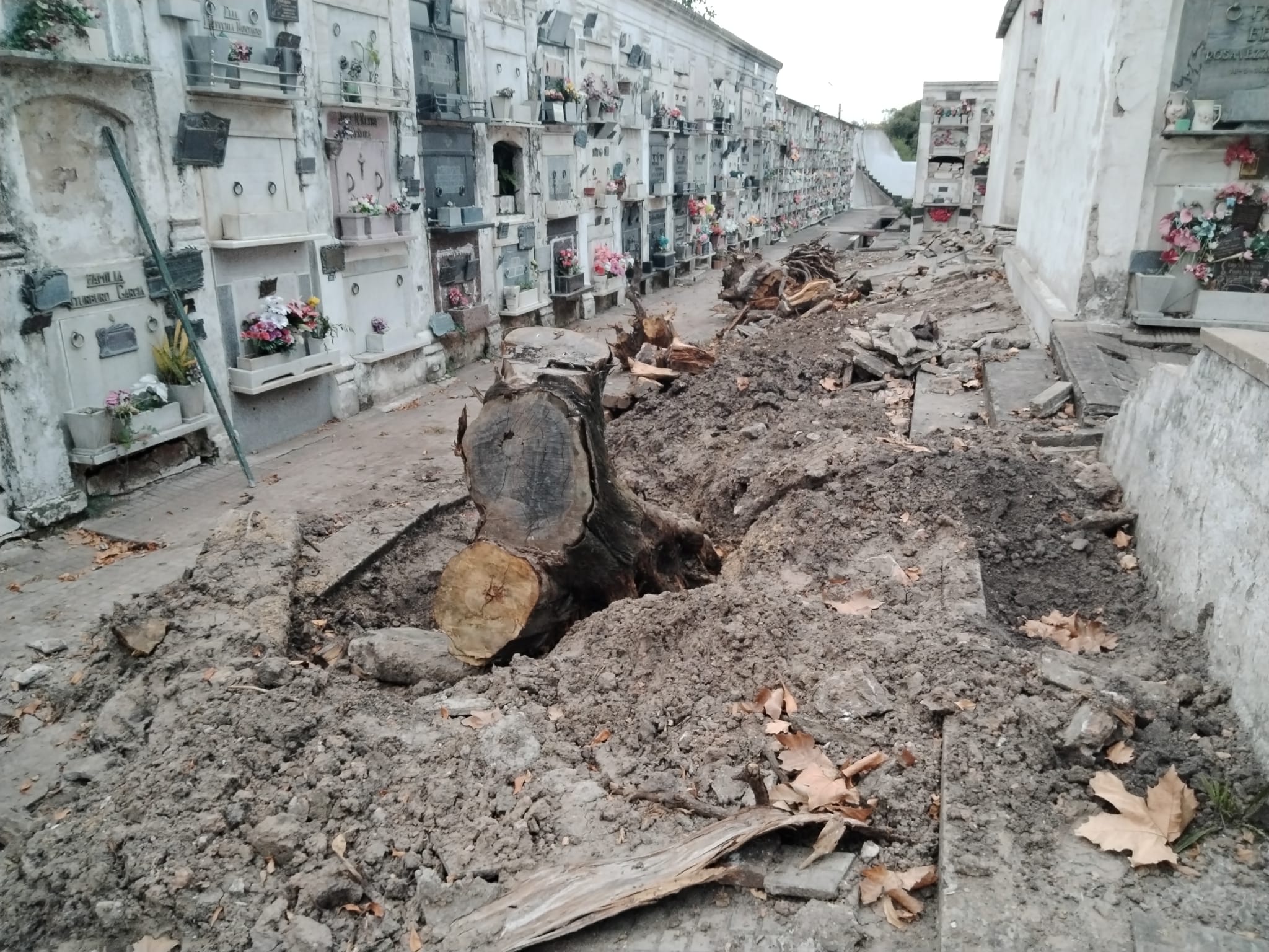 “La situación del cementerio es preocupante”, lamentó el Director de Medio Ambiente y Servicios
