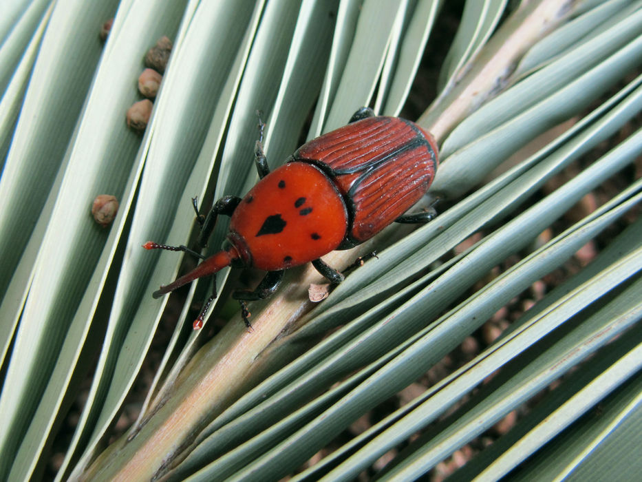 El picudo rojo genera una situación problemática consideraron técnicos vinculadas al área forestal
