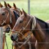 Un concurso de artes visuales pone como centro de la temática al caballo