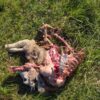 Desde el Centro Médico Veterinario de Cerro Largo apoyan al Intendente en su abordaje del tema perros
