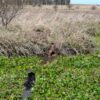 “El código rural habilita al productor agropecuario a matar al perro que esté en su predio molestando o provocando daños en el ganado”