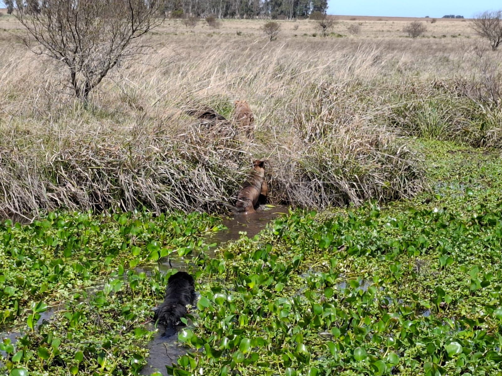 “El código rural habilita al productor agropecuario a matar al perro que esté en su predio molestando o provocando daños en el ganado”
