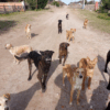 Gremiales Agropecuarias del departamento respaldan al Intendente Morel en su postura sobre el tema perros