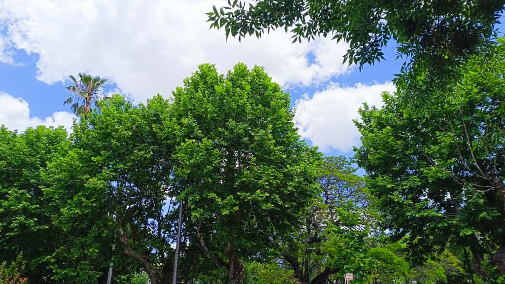 En la Junta Departamental reclamaron a la Intendencia un plan de contralor y una actualización del inventario del arbolado urbano del departamento