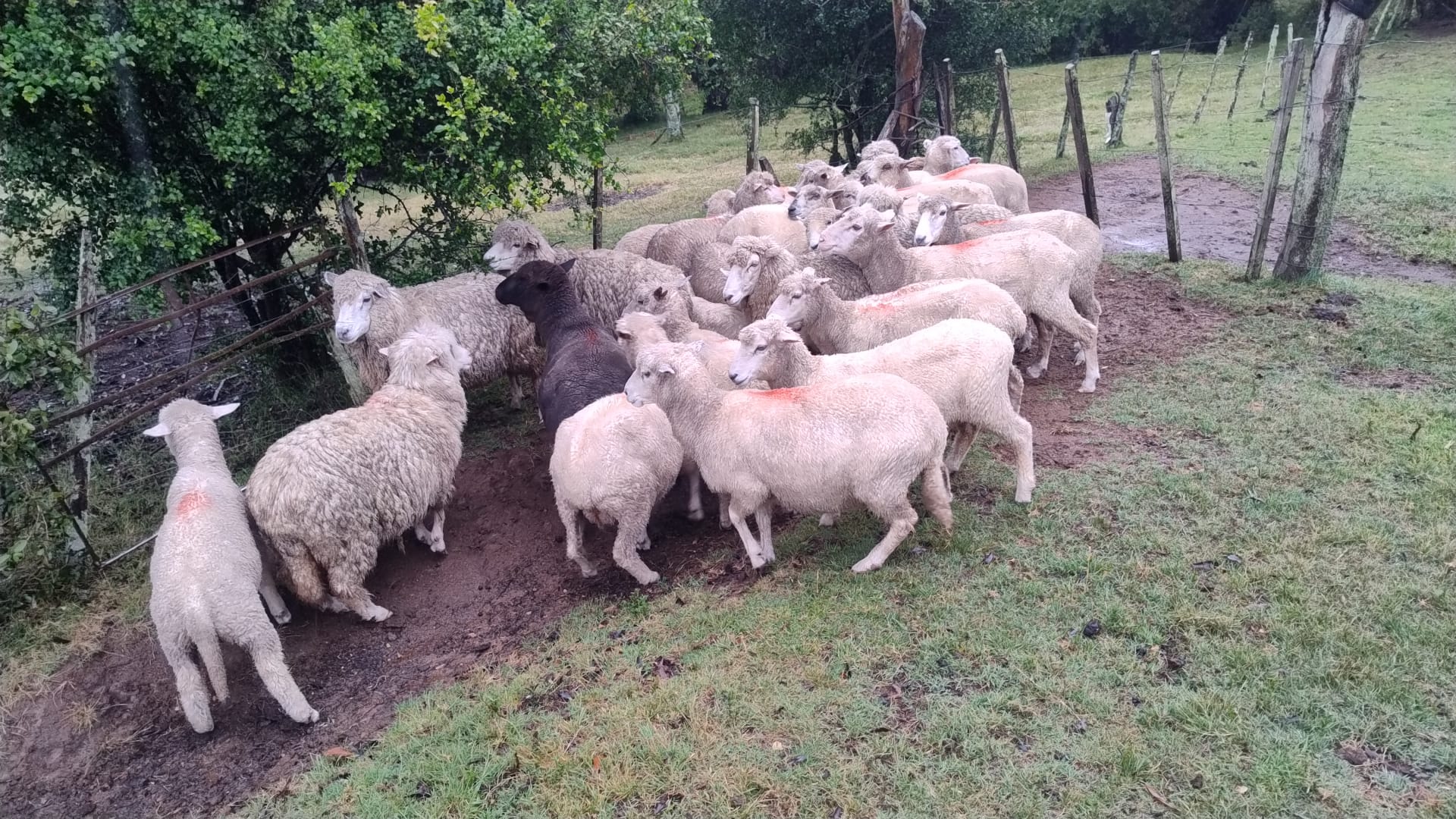 Un hombre fue condenado como responsable de un delito de abigeato en Paraje Berachi