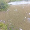Las autoridades investigan el hallazgo de fauna acuática sin vida en un canal