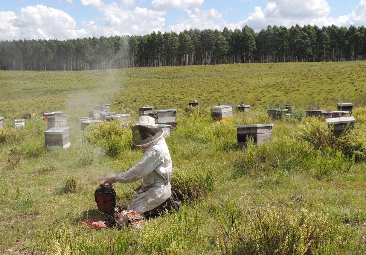 Apicultores de Cerro Largo exportaron 12 mil kilos de miel