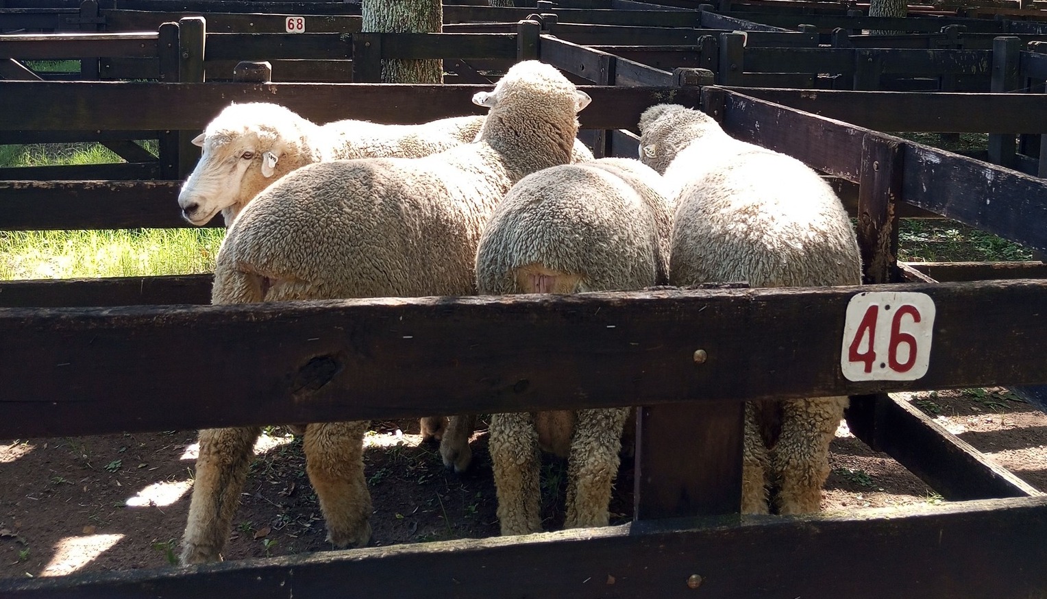Está en pleno desarrollo la centésima cuarta edición de la expo ovina en Melo