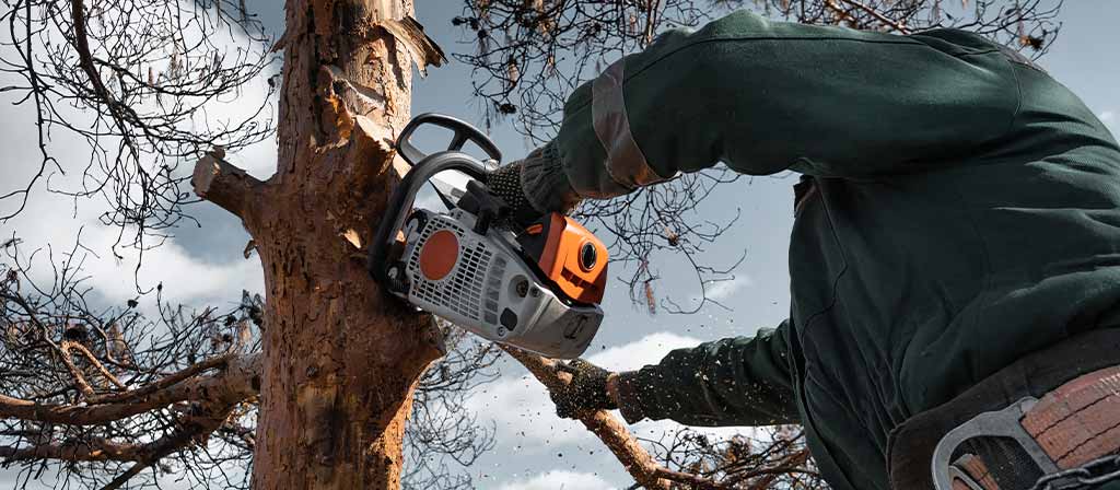 Un vecino de barrio Estero Bellaco advierte por riesgo de caída de un árbol del ornato público