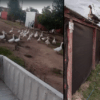 Gansos, patos y gallinas generan un problema vecinal en barrio centenario de Melo