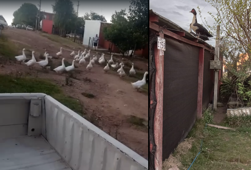 Gansos, patos y gallinas generan un problema vecinal en barrio centenario de Melo