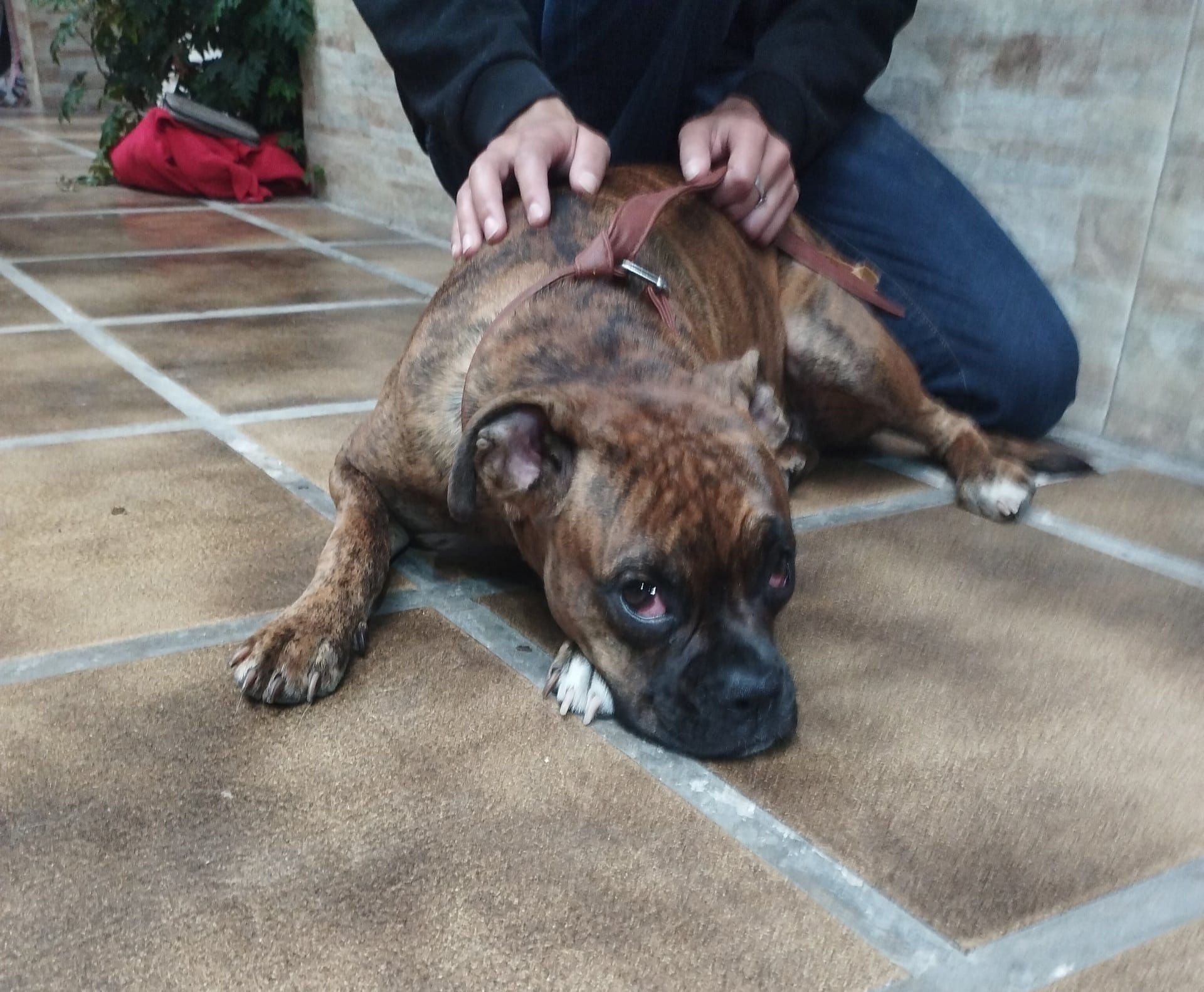 El Instituto de Bienestar Animal dispuso los recursos necesarios para retomar el plan de castraciones en Cerro Largo