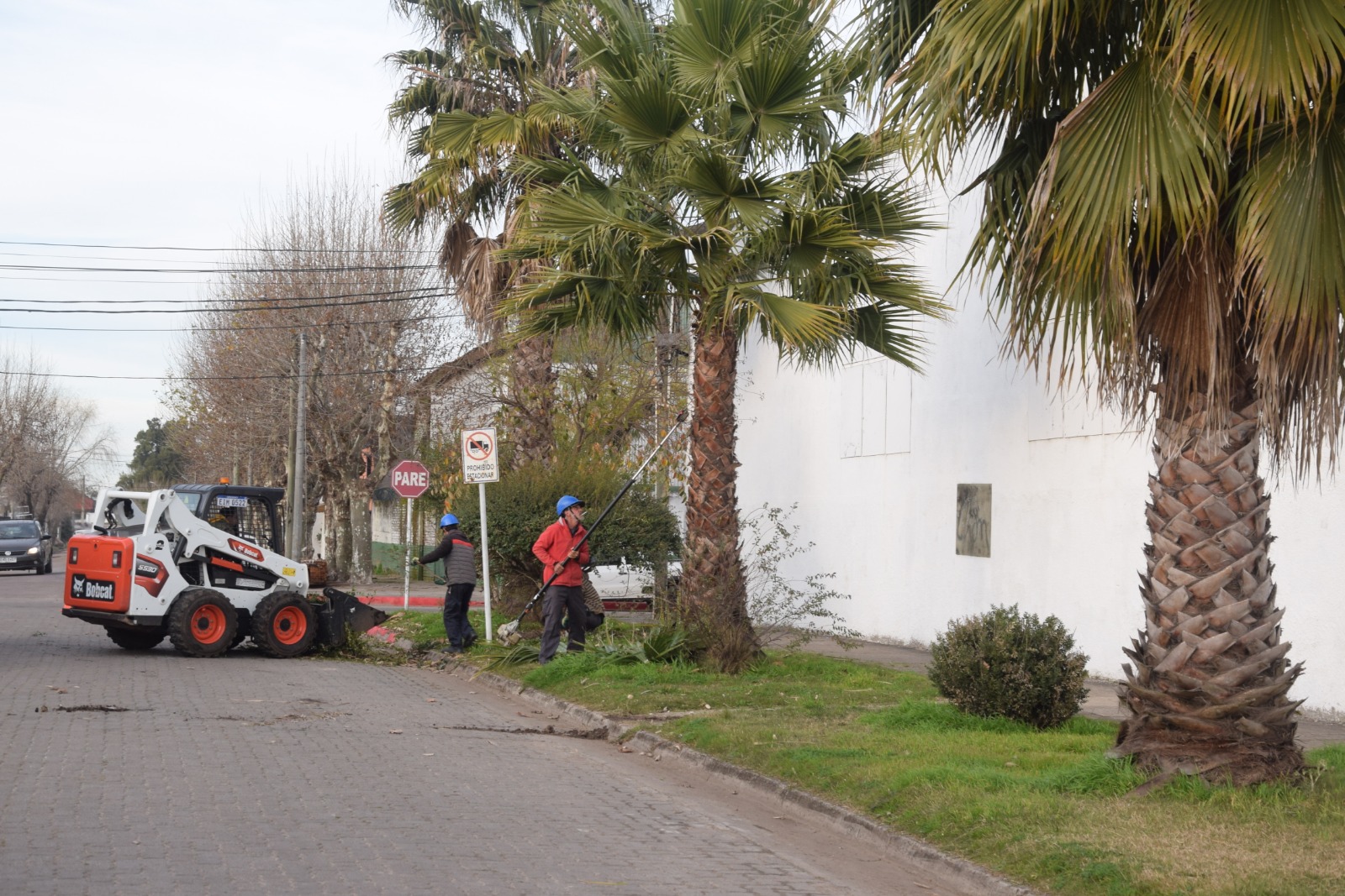 Solicitaron en la Junta Departamental el inicio de las tareas de poda en arboles del centro de Melo