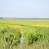 Uruguay asegura este año la exportación de casi 7 mil toneladas de arroz con arancel cero a países de la Unión Europea