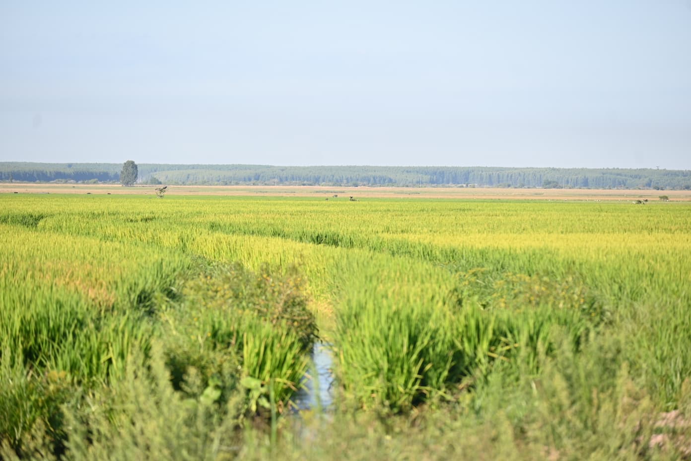 Uruguay asegura este año la exportación de casi 7 mil toneladas de arroz con arancel cero a países de la Unión Europea