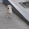 El Presidente del Instituto Nacional de Bienestar Animal aseguró plenamente el envío de 2 millones de pesos para ejecutar el plan de castraciones en Cerro Largo