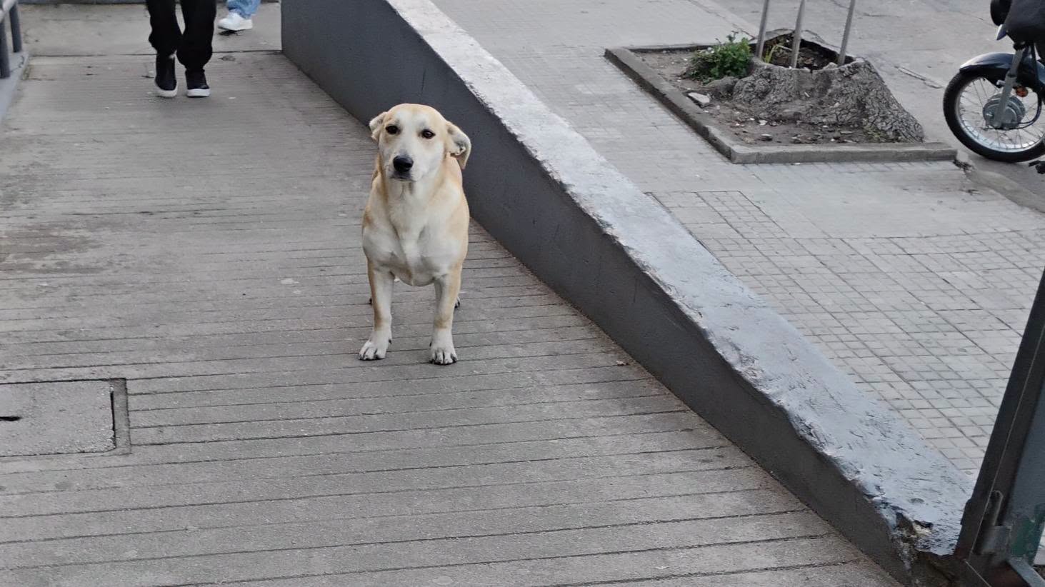 El Presidente del Instituto Nacional de Bienestar Animal aseguró plenamente el envío de 2 millones de pesos para ejecutar el plan de castraciones en Cerro Largo
