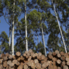 Desde Cerro Largo marcan la necesidad de visibilizar los impactos acumulativos de la forestación intensiva