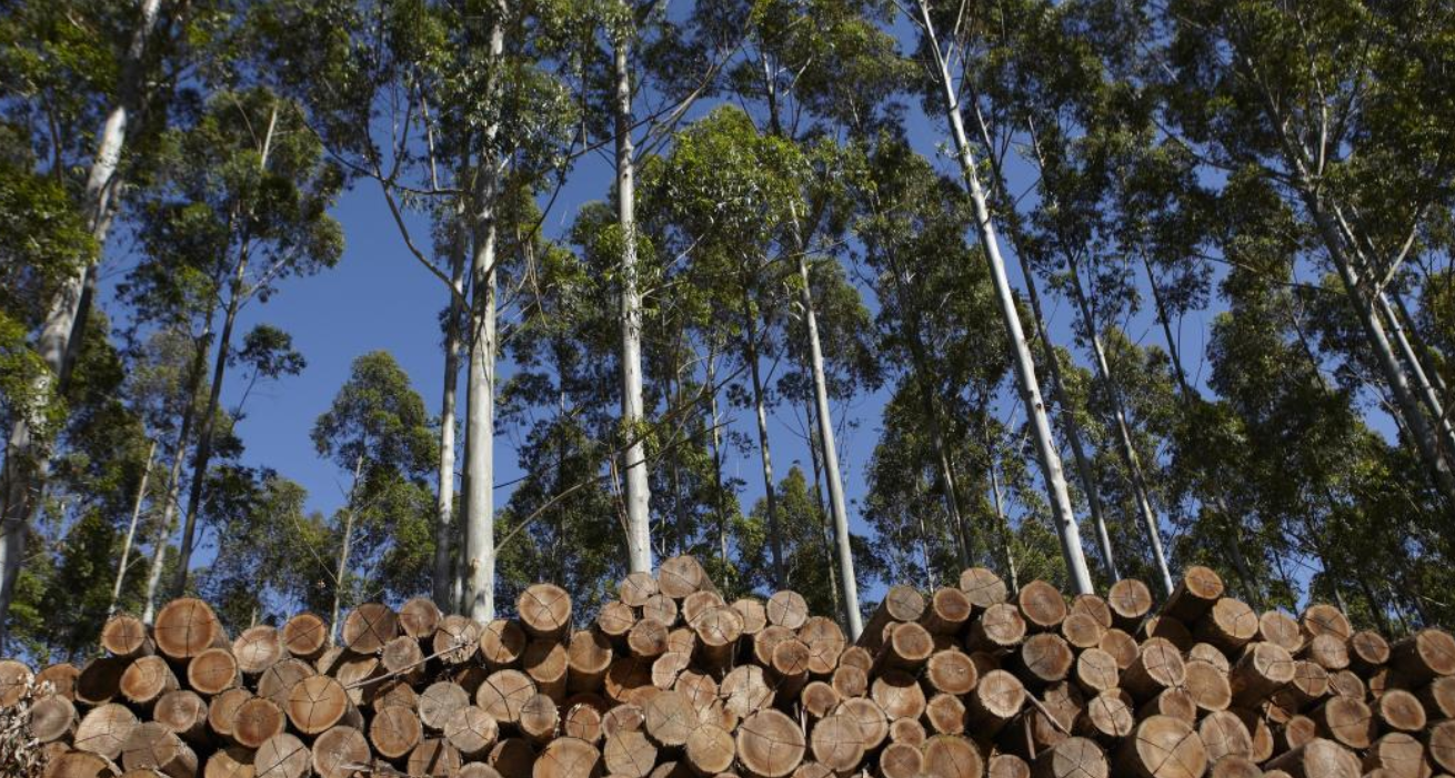 Desde Cerro Largo marcan la necesidad de visibilizar los impactos acumulativos de la forestación intensiva
