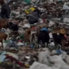 Organizaciones de bienestar animal de los departamentos de Rocha y Florida están dispuestas a recibir perros de La Pedrera