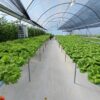 Desde Cerro Largo  se está gestando la primera empresa de control biológico del este del país