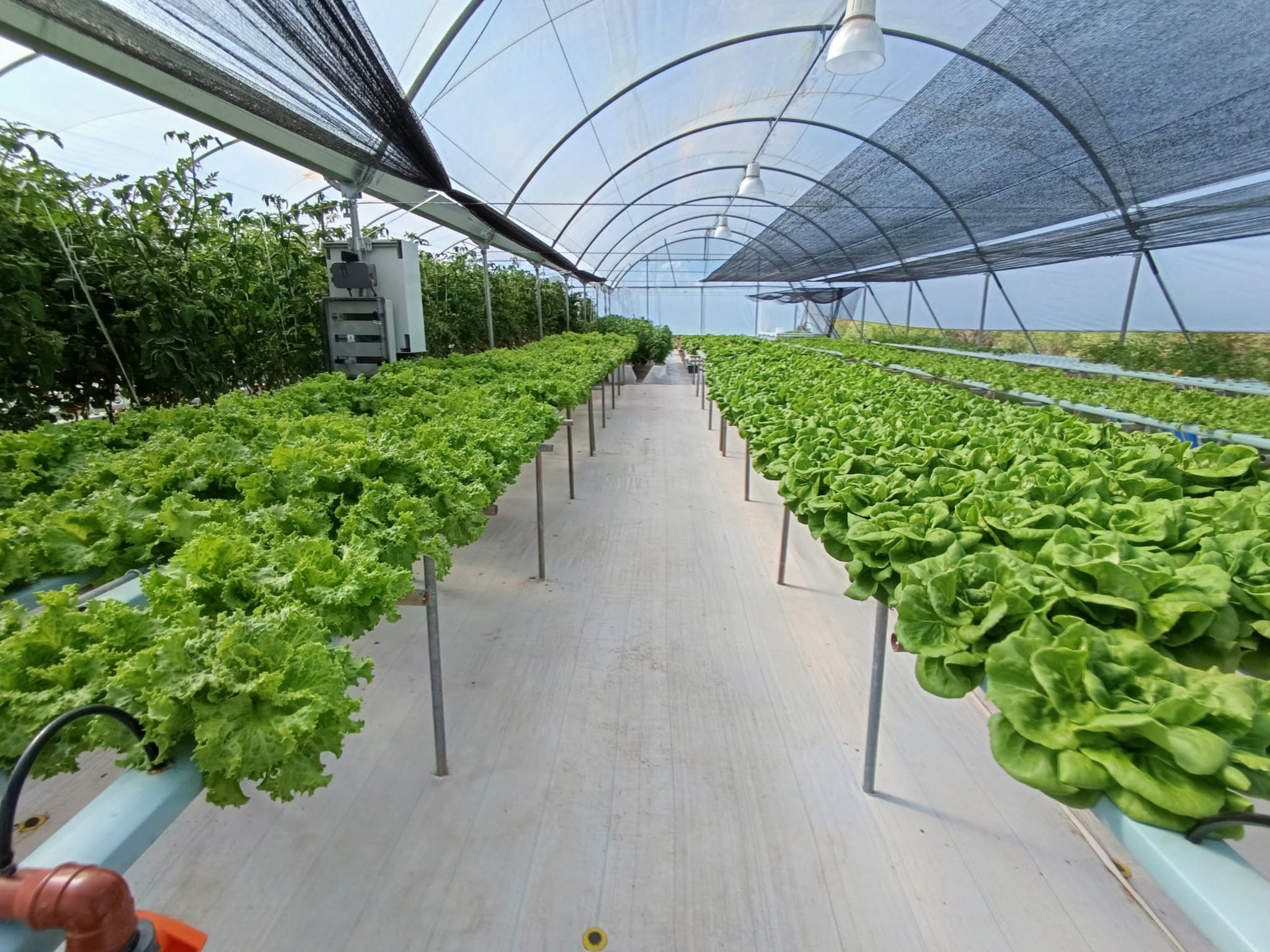 Desde Cerro Largo  se está gestando la primera empresa de control biológico del este del país