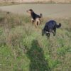 La Federación Rural del Uruguay propone la idea de sumar como aliado principal al Ejército Nacional en la batalla contra los perros sueltos