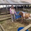 Productora de Cerro Largo presentó en la Expo Melo la raza bovino criollo uruguayo
