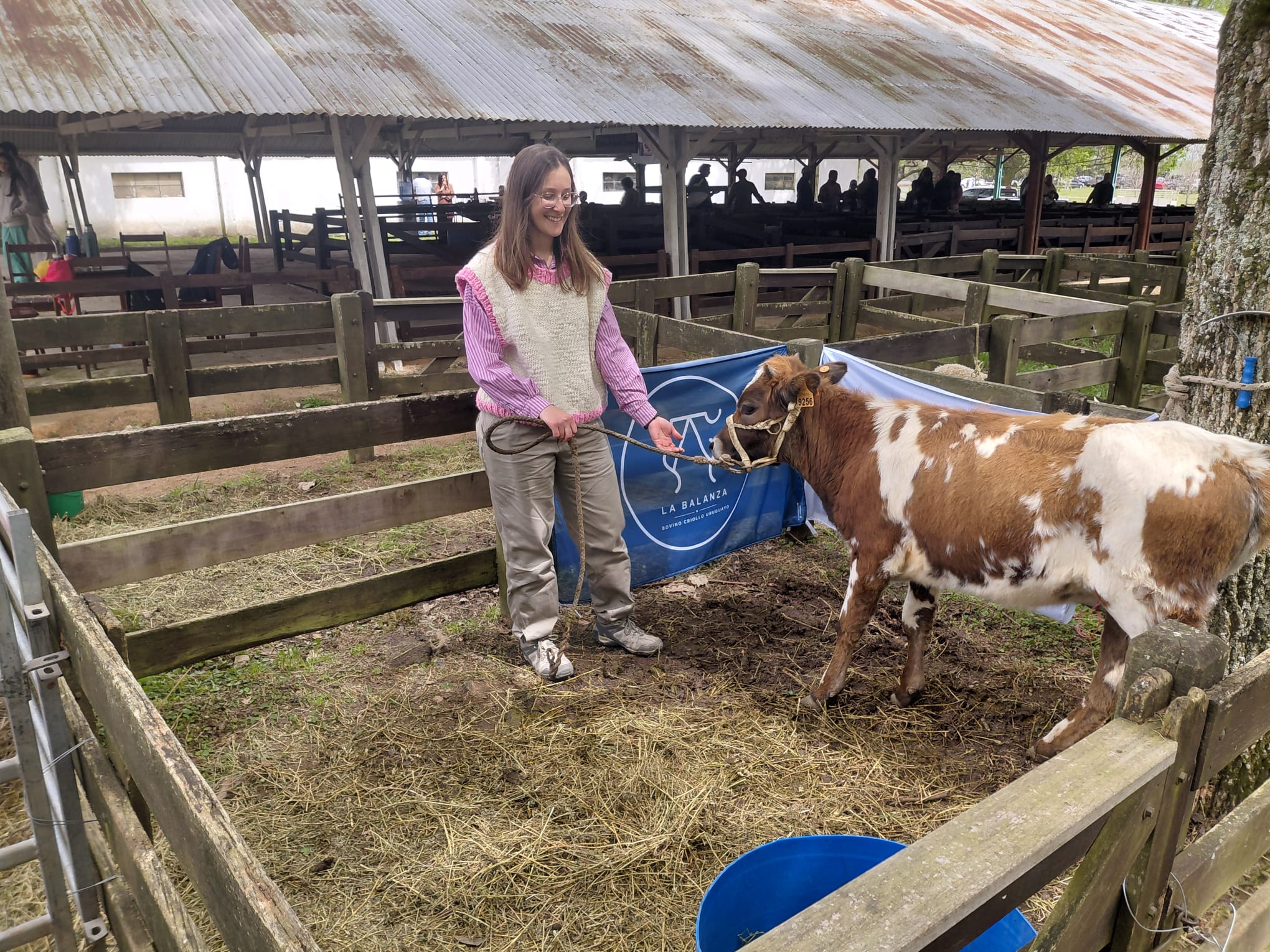 Productora de Cerro Largo presentó en la Expo Melo la raza bovino criollo uruguayo
